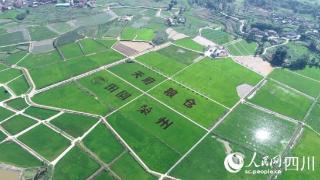 自贡荣县新晋网红地：绿油油的稻田等你打卡！