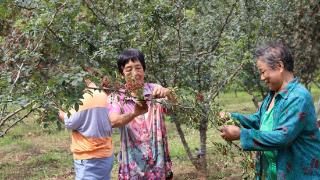 石家庄平山县：花椒成熟采摘忙