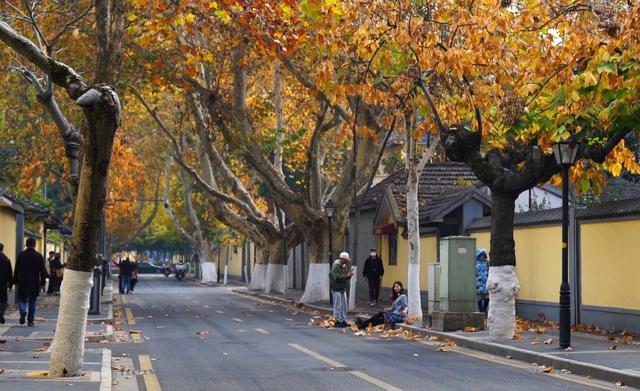 暖冬里的南京颐和路，路边的法国梧桐全都变成金黄的颜色
