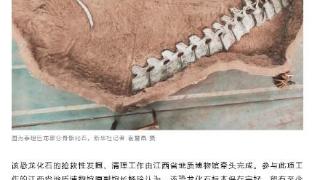 赣州一工地发现大型恐龙骨骼化石专家初步清理