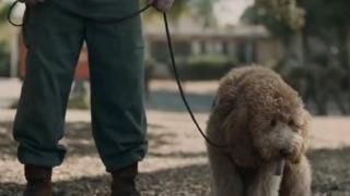 《化学课》发布片段 布丽·拉尔森结识巨型贵宾犬