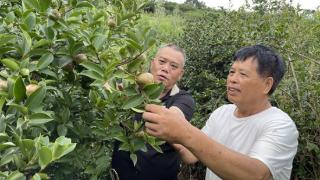 靖西：“油茶果”成边民“致富果”