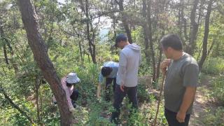 青岛崂山区做好松材线虫病疫木除治区级验收工作