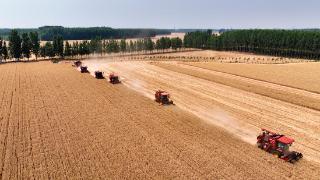 风吹麦浪遍地“金”，济宁470万亩小麦已“丰收在手”