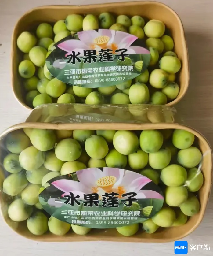 三亚市热带农业科学研究院引进试种10亩水果莲子