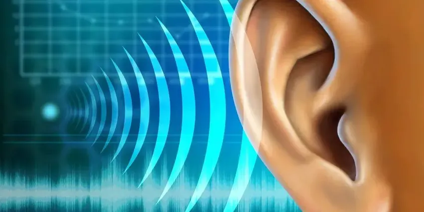 肠道菌群能够影响听力吗