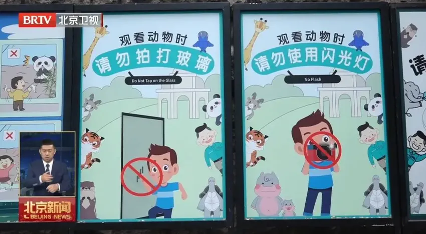 直播也要守“底线”！北京动物园严控熊猫馆直播现象，禁止“带货”