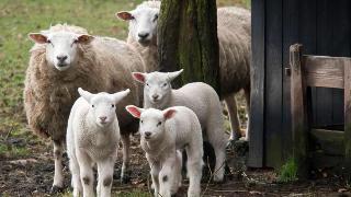 养羊怎样预防应激反应？防止羊应激的具体措施有哪些？