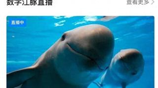 水中国宝——江豚在线直播平台正式上线