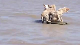 洞庭湖决堤后动物们水中求生：3只小狗站在只剩一角的房顶