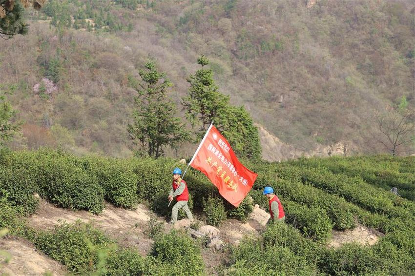 让茶场用好电 保证春茶顺利上市