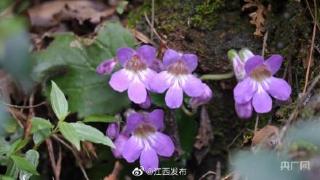 江西九连山发现罕见苦苣苔科植物种群
