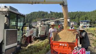 四川苍溪：36万余亩水稻进入收获季 机械化收割占比达80%