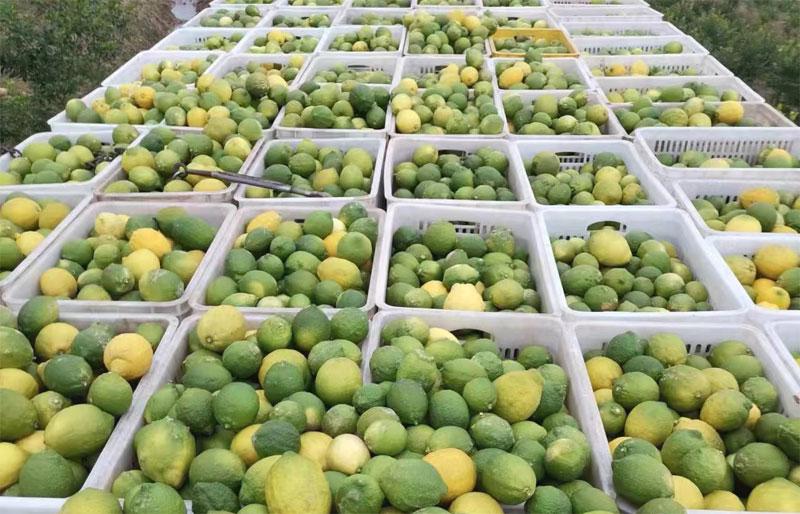 “酸柠檬”变成“甜蜜果”宣汉县东乡街道乘借东西部协作东风发展柠檬产业