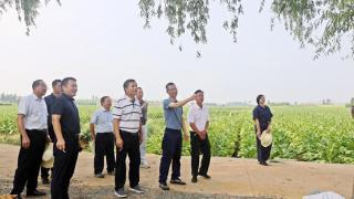 广西中烟乡村振兴工作领导小组到定点帮扶村调研产业发展