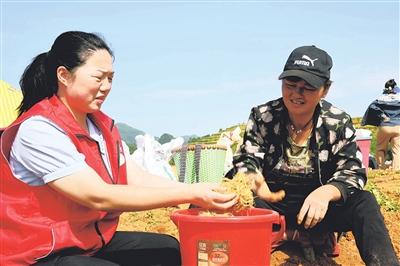 福泉：党员志愿者助农采收中药材