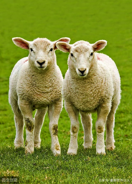 春季养羊谨防五种常见病
