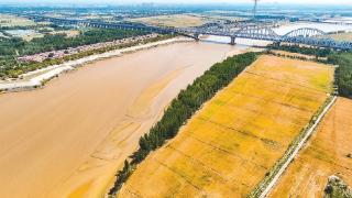 风吹麦浪夏韵浓