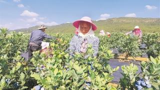 月望乡：蓝莓飘香产业旺 乡村振兴底气足