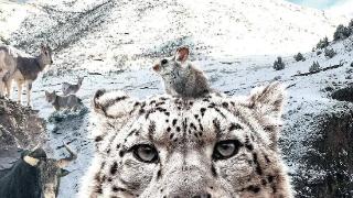 电影《雪豹和她的朋友们》：用影像来保护自然