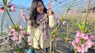 组图｜河北迁西：桃花朵朵开 香飘振兴路