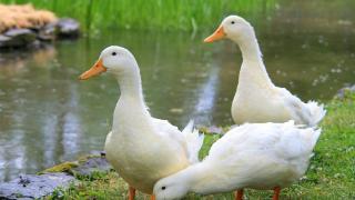 鸭浆膜炎用阿莫西林可以吗？鸭浆膜炎怎么治疗最有效？好方法在这