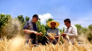 徐州睢宁县：“麦”向好收成 科技助丰收