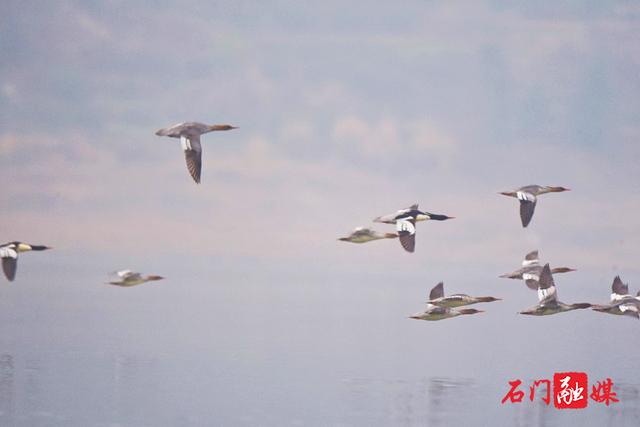 石门县成为湖南最重要的中华秋沙鸭越冬区