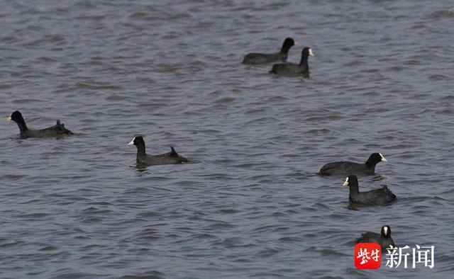 百余只白骨顶鸡飞临南京长江三桥下湿地