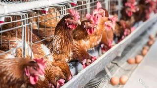 鸡输卵管炎用什么药效果最好？鸡输卵管炎是什么症状？好方法来了
