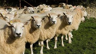 在农村养羊，怎样建造羊舍最好？建造羊舍需要做什么？