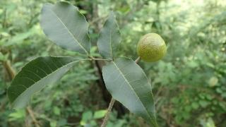 贵州山核桃群落被确认为国家二级保护野生植物