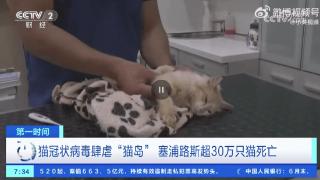 猫冠状病毒蔓延猫岛致死率近90% 超30万只猫死亡