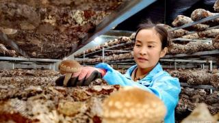 青海门源：小小香菇产业 助力农民增收