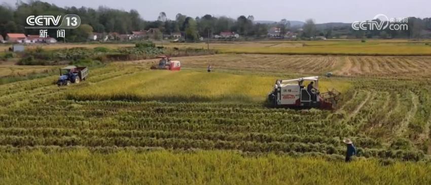 湖北宜城运用绿色高质高效技术 提升水稻产量、品质