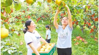 水果丰产助农增收