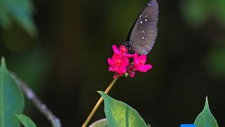 西秀公园虎斑蝶喜欢成群结队在花丛中玩耍