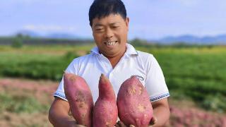 临沭县玉山镇：万亩红薯迎丰收 农户“甜”地收获忙