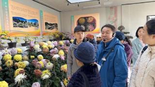 中山公园举行秋季菊花精品展导赏科普活动