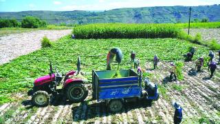 玉米秸秆青贮 助农增收促环保