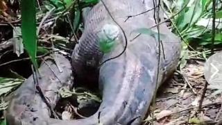 印尼一妇女被身长5米的蟒蛇吞吃，剖开蛇肚子，她甚至衣着完整