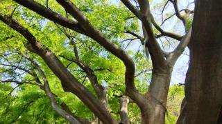 济南唯一独木成林的大树，贴着地面生出11个分叉