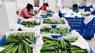 来宾兴宾区大棚种植水果青瓜丰收