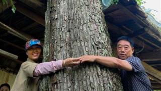 鹤峰一株200岁古梨树将被重点保护