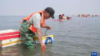 河北唐山：海草床修复面积达到预定计划的80%