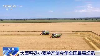 新疆大面积冬小麦单产创今年全国最高纪录