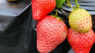 北京草莓种植专用起垄机