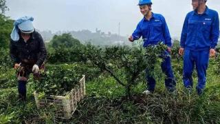 国网自贡供电公司：花椒丰收季，服务送上门