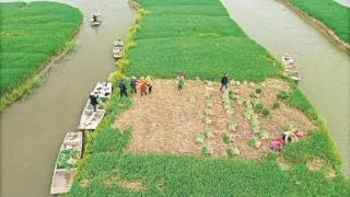 垛田街道力推香葱种植规模化