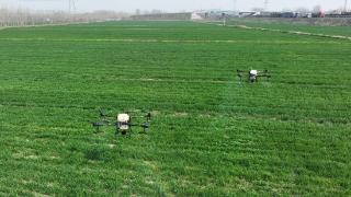 小麦拔节蹿高，农民用北斗导航大型无人机喷药防虫